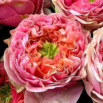 саженцы розы Пинк Ай