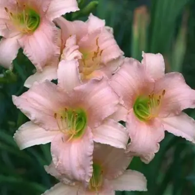 Лилейник ЛАКШЕРИ ЛЕЙС гибридный в Полоцке