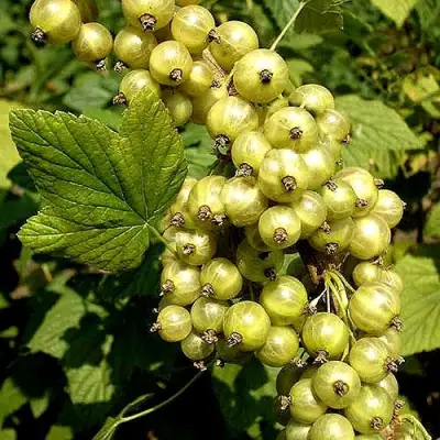 Смородина зеленоплодная СНЕЖНАЯ КОРОЛЕВА в Полоцке