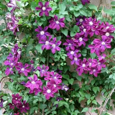 Клематис ГЕРОИ ВАРШАВЫ в Полоцке