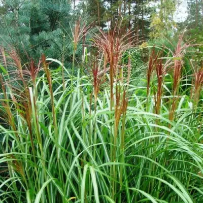 Мискантус МАЛЕПАРТУС китайский  в Полоцке