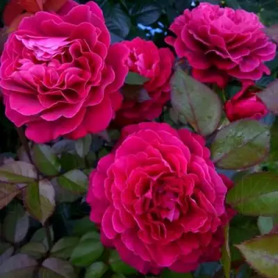 Роза БЕЛЬВЬЮ чайно-гибридная в Полоцке