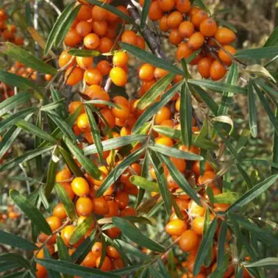 Облепиха РОСИНКА в Полоцке