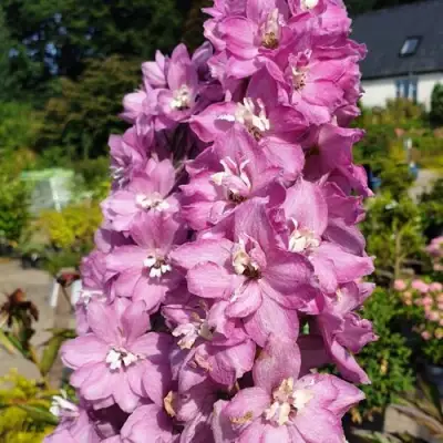 Дельфиниум АСТОЛАТ тихоокеанский в Полоцке