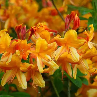 Азалия ОРАНЖ ХИТ листопадная в Полоцке