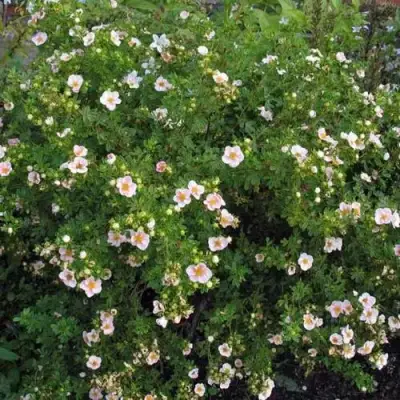 Лапчатка ПИНК КВИН кустарниковая в Полоцке