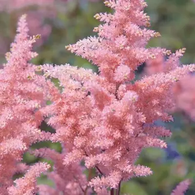 Астильба ГЛИТТЕР ЭНД ГЛАМУР китайская в Полоцке