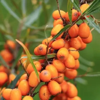 Облепиха АЛТАЙСКАЯ в Полоцке