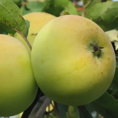 Яблоня РОССИЯНКА в Полоцке