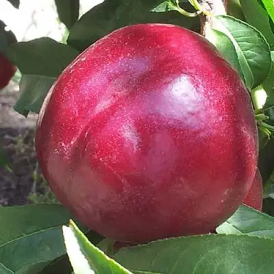 Нектарин ЭКСТРИМ БЬЮТИ в Полоцке