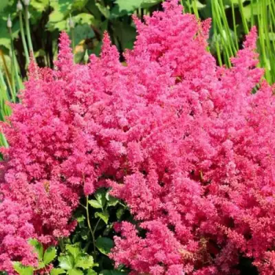 Астильба САННИ ДЕЙ гибридная в Полоцке