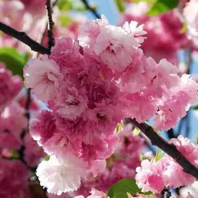 Сакура ПИНК ПЕРФЕКШН в Полоцке