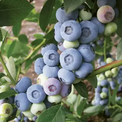 Голубика ЛИБЕРТИ в Полоцке