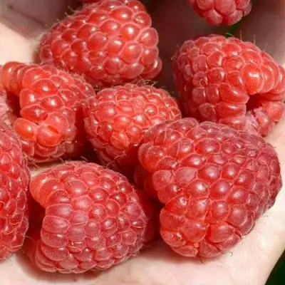 Малина ХЕРИТЕЙДЖ в Полоцке