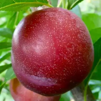 Слива БЕРБАНК ГИГАНТ в Полоцке