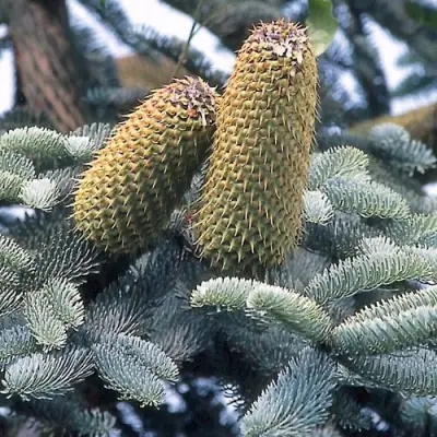 Пихта благородная в Полоцке
