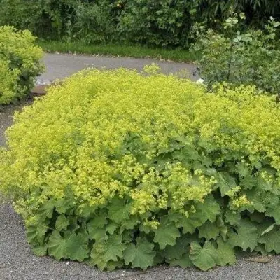 Манжетка ТРИЛЛЕР мягкая в Полоцке