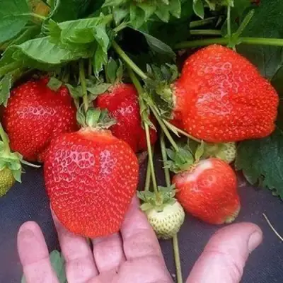 Клубника АЗИЯ в Полоцке