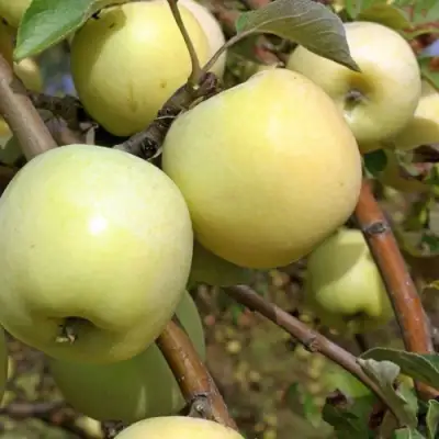 Яблоня АНТОНОВКА ОБЫКНОВЕННАЯ в Полоцке