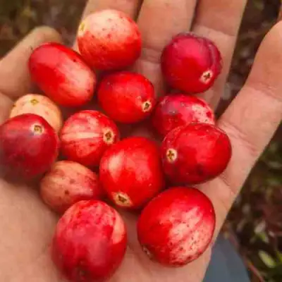 Клюква СТАНКОВИЧ в Полоцке