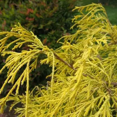 Кипарисовик ВАВЕЛ горохоплодный в Полоцке