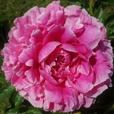 Пион ЗЕ ФОН травянистый в Полоцке