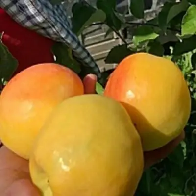 Яблоня АНТОНОВКА ЗОЛОТАЯ в Полоцке