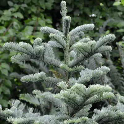 Пихта благородная в Полоцке