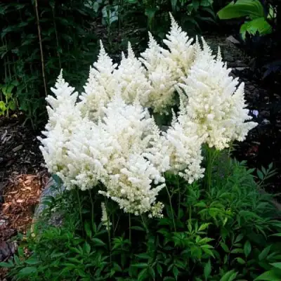 Астильба ДОЙЧЛАНД японская в Полоцке