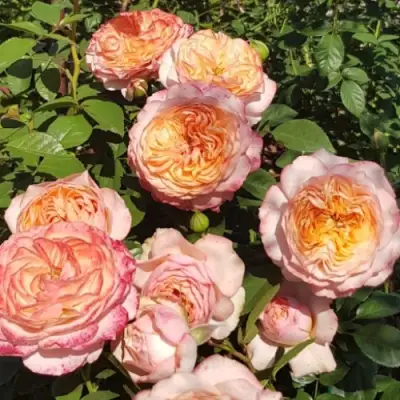 Роза СУРИР ДЕ ХАВР чайно-гибридная в Полоцке