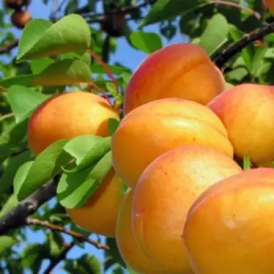 Абрикос ЭДЕЛЬВЕЙС в Полоцке