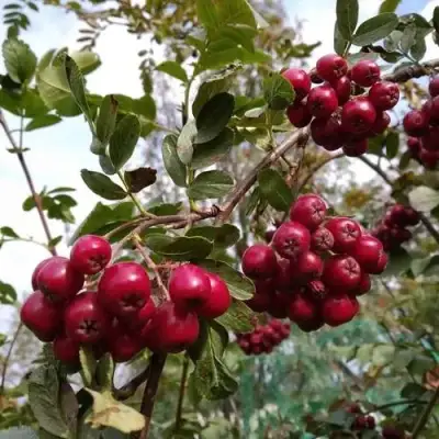 Рябина ГРАНАТНАЯ сладкоплодная в Полоцке