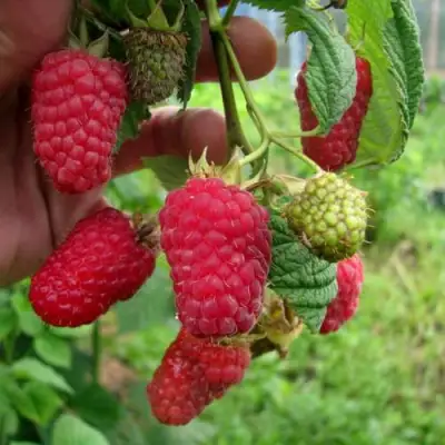 Малина ЛЯЧКА (ЛАШКА, ЛЯШКА) в Полоцке