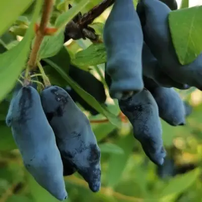 Жимолость съедобная СИЛЬГИНКА в Полоцке