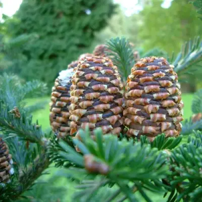 Пихта ФРАЗЕРА в Полоцке