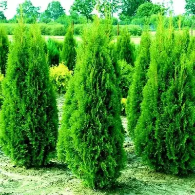 Туя ВИДМАНТ западная в Полоцке