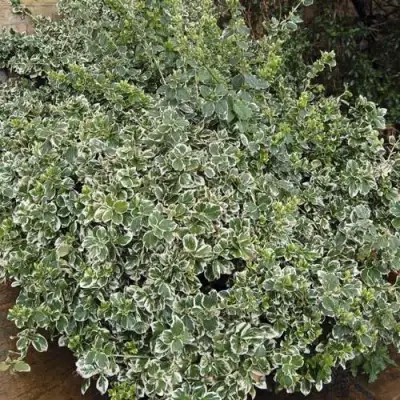 Бересклет ЭМЕРАЛЬД ГАИТИ форчуна  в Полоцке