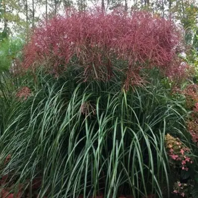 Мискантус МАЛЕПАРТУС китайский  в Полоцке
