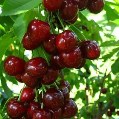 Вишня ВОСТОРГ колонновидная в Полоцке