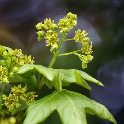 Клен полевой в Полоцке