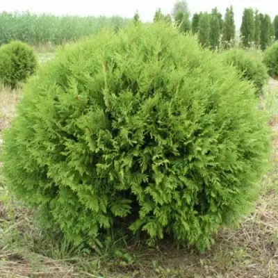 Туя ГЛОБОЗА западная в Полоцке