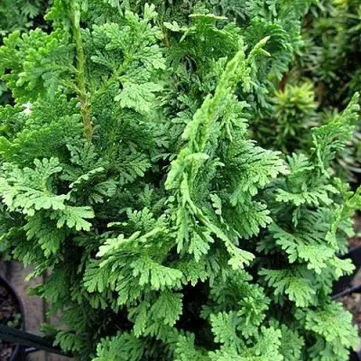 Туя ЗМАТЛИК западная в Полоцке