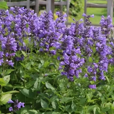 Котовник БЛЮ ДРИМС полусидячий в Полоцке