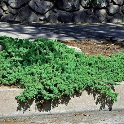 Можжевельник НАНА лежачий в Полоцке