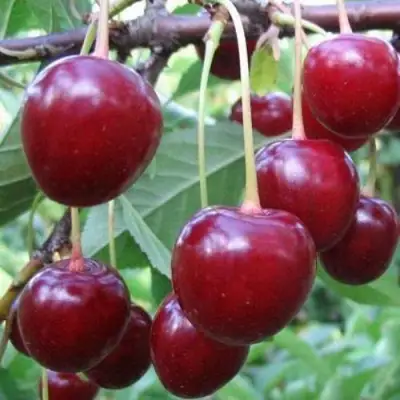 Вишня ТУРГЕНЕВКА в Полоцке