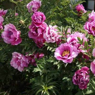 Пион ВРАТА ХРАМА древовидный  в Полоцке