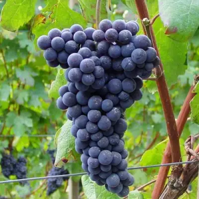 Виноград МУКУЗАНИ в Полоцке