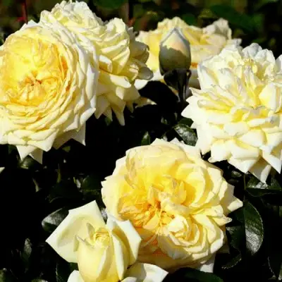 Роза НАДЯ МЕЙДИЛАНД почвопокровная в Полоцке