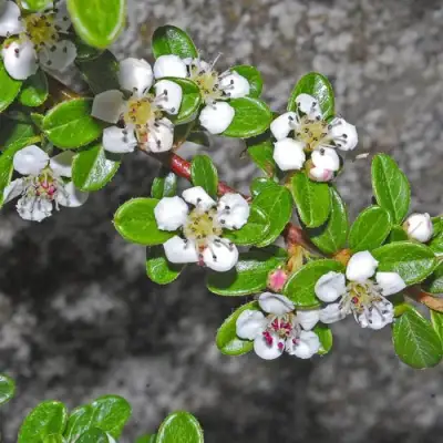 Кизильник ТАНГСТЕДТ горизонтальный  в Полоцке
