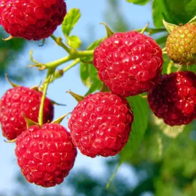 Малина МЕТЕОР в Полоцке